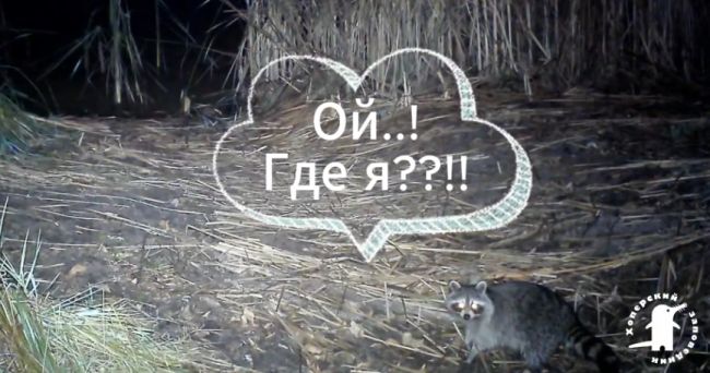 Необычного вселенца впервые заметили на территории заповедника в Воронежской области