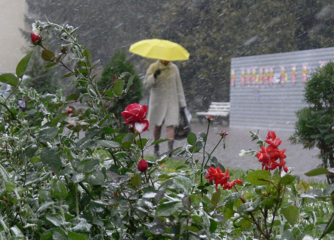 Потепление до&nbsp;+13° нагрянет в&nbsp;Воронеж после снегопада