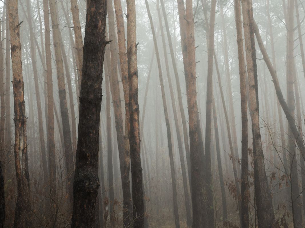 Тело пропавшего мужчины нашли недалеко от&nbsp;дома