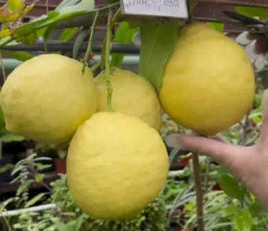 Лимоны гигантских размеров созрели в воронежском ботсаду