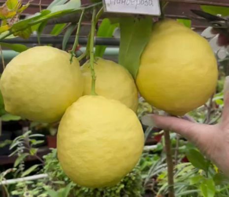 Лимоны гигантских размеров созрели в воронежском ботсаду