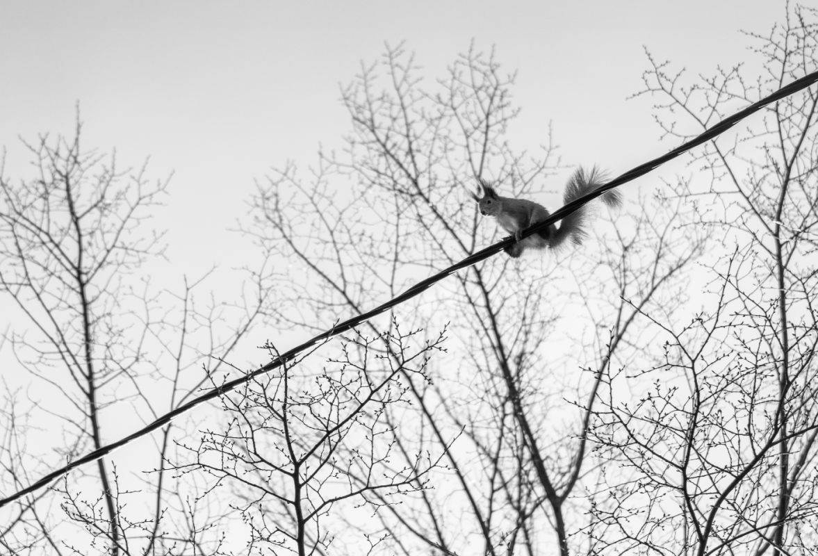 Отважная «белка-монтажник» удивила воронежцев