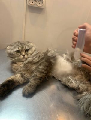 В Курске бродячие собаки загрызли кота на глазах у ребенка