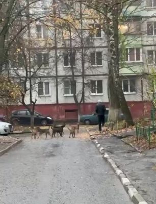 Стая бродячих собак напала на молодую маму с коляской в Белгороде
