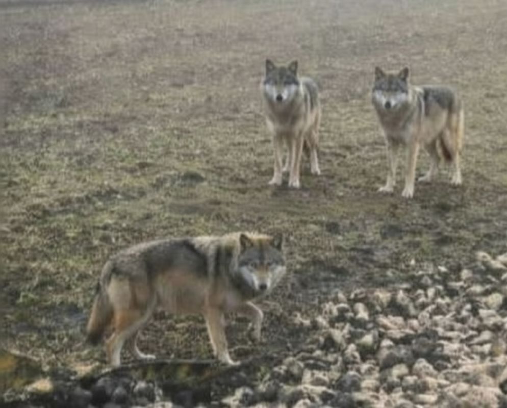 Непугливую стаю волков заметили в белгородском селе