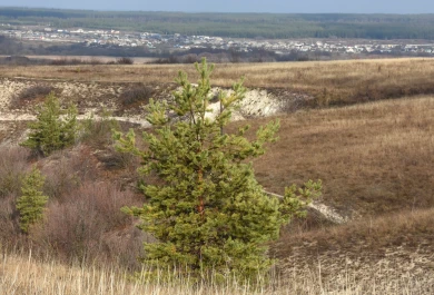 Прогноз погоды в Воронеже на четверг, 20 ноября