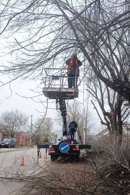 Сухие и аварийные деревья убирают под надзором управ и экологов в Воронеже 