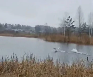 «Чудо произошло!» Спустя несколько лет на озере под Воронежем появились лебеди