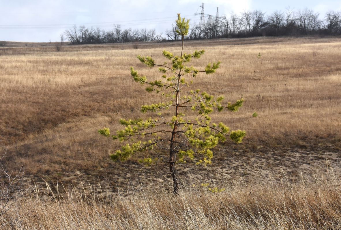 Прогноз погоды в&nbsp;Воронеже на&nbsp;субботу, 22 ноября