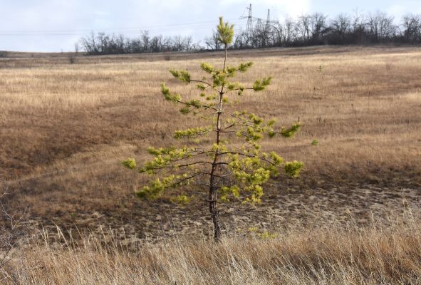 Прогноз погоды в Воронеже на субботу, 22 ноября