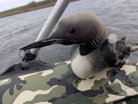 Редкую чернозобую гагару спас от гибели в браконьерских сетях курский рыбак