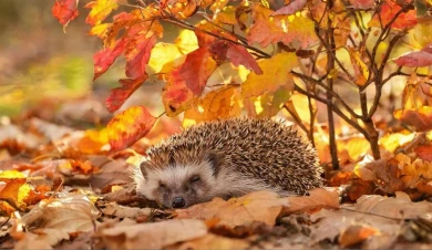 Экологи просят липчан не хоронить живых ежей