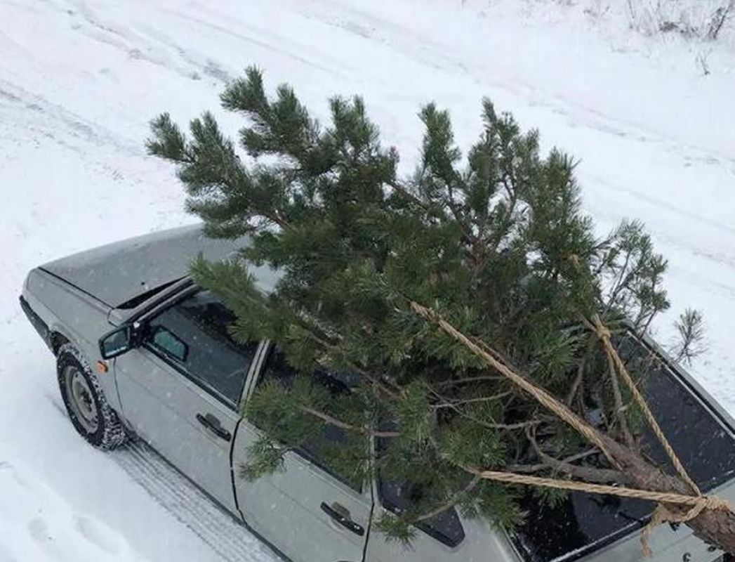 В Липецкой области «новогодним лесорубам» грозит полмиллиона рублей штрафа