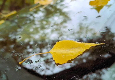 Какая погода будет в Воронеже на последней рабочей неделе ноября