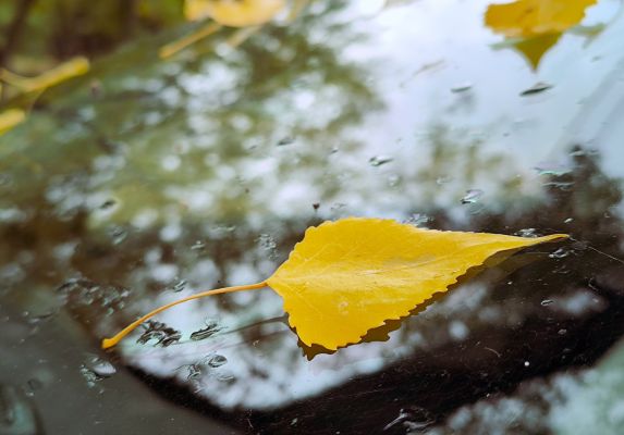 Какая погода будет в Воронеже на последней рабочей неделе ноября