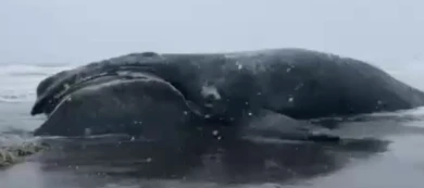 Огромное морское «чудище» выбросило на берег (ВИДЕО) 