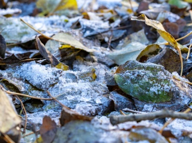 Морозы нагрянут в Воронежскую область 