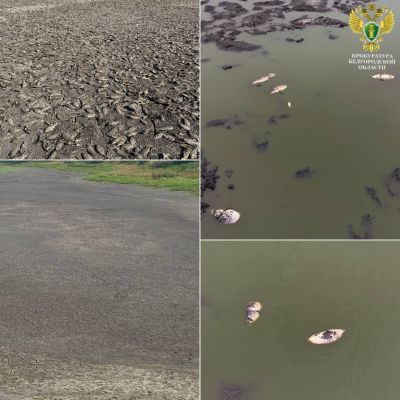 В Белгородской области из-за построенной дамбы погибло 4 тысячи карасей