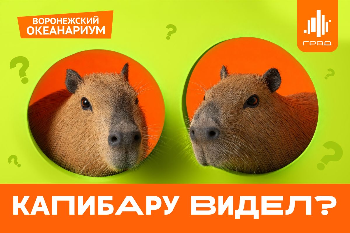 Новоселье Капи и&nbsp;Бары в&nbsp;Сити-парке «Град» — 29 ноября &nbsp;