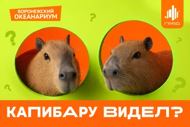 Новоселье Капи и Бары в Сити-парке «Град» — 29 ноября  