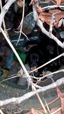 В белгородском Яковлево в глубокой яме умирает животное