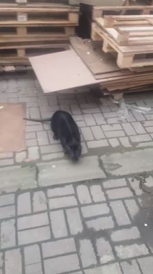 В Белгороде в торговом центре поселилась нутрия