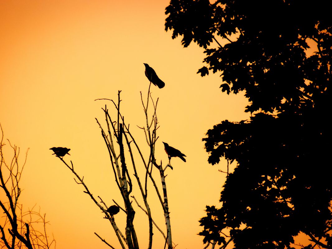Прогноз погоды в Воронеже на понедельник, 1 декабря&nbsp;