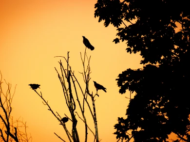 Прогноз погоды в Воронеже на понедельник, 1 декабря 