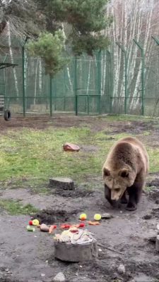 Из-за теплой погоды медведи в Белгородской области страдают бессонницей