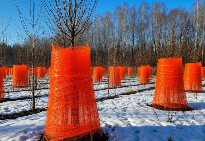 Защита деревьев от грызунов зимой: подробная инструкция  для садоводов и огородн...