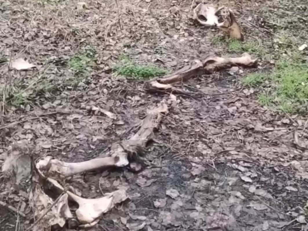 «Кладбище» останков в&nbsp;воронежском лесу шокирует воронежцев (ВИДЕО)