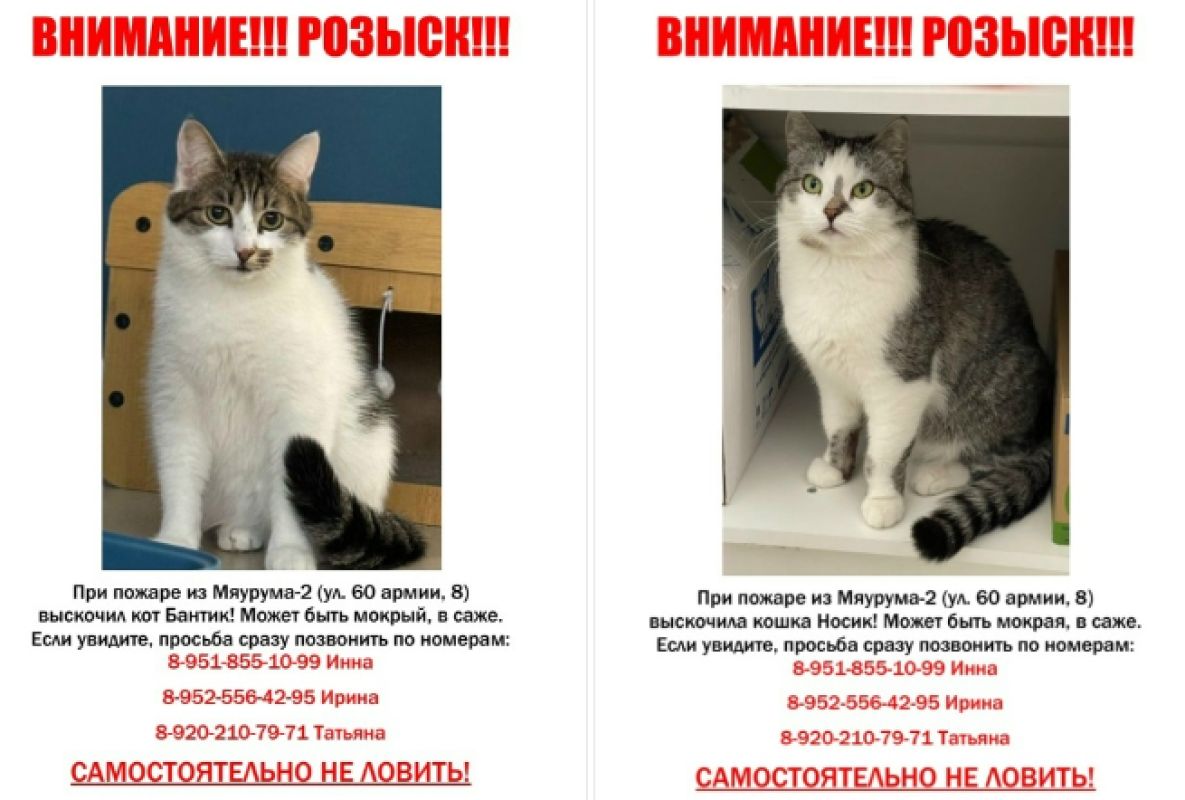 «Самостоятельно не ловить!» Сбежавших при пожаре котов ищут в Воронеже