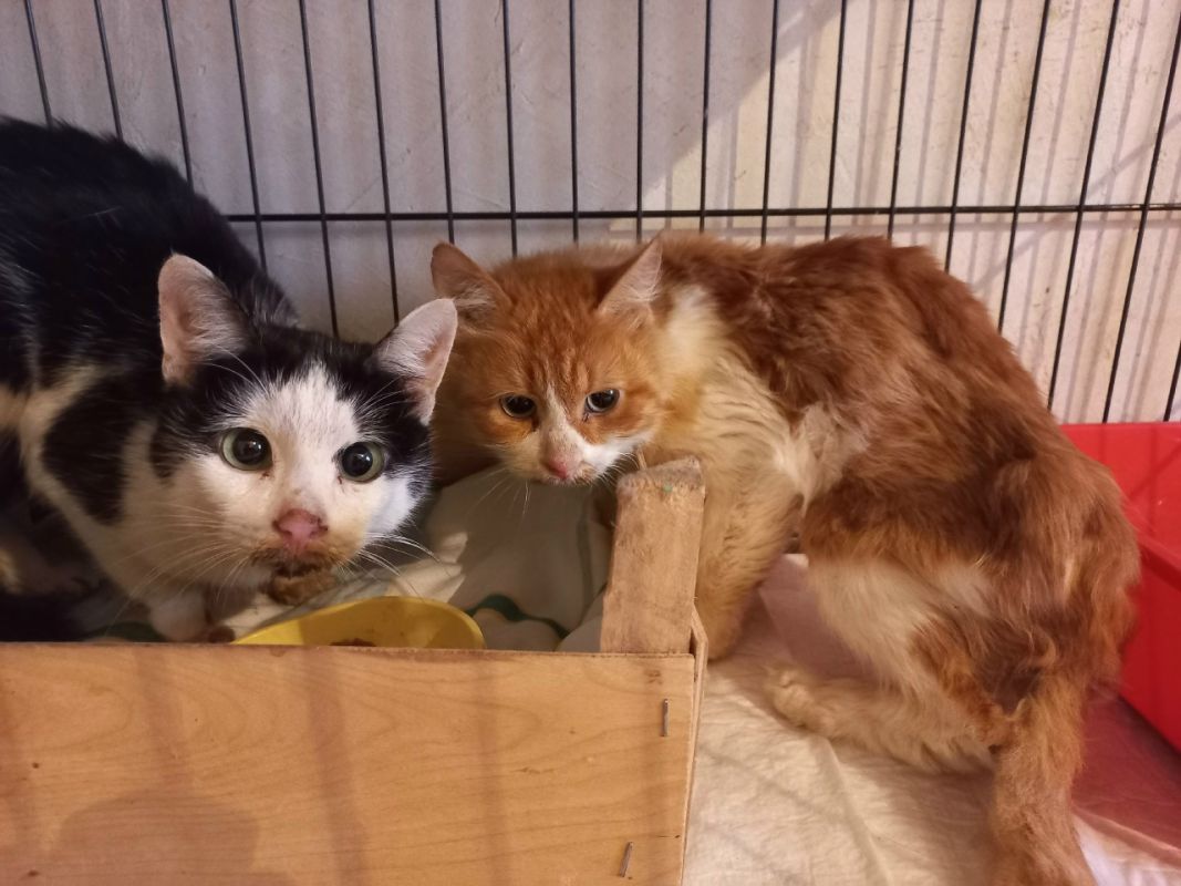 Труп хозяйки и мумия кота на балконе. Настоящую квартиру ужасов обнаружили в Воронеже