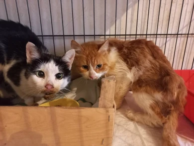 Труп хозяйки и мумия кота на балконе. Настоящую квартиру ужасов обнаружили в Воронеже