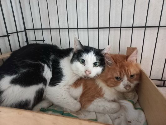 Что с стало с котами, прожившими почти месяц с трупом хозяйки и мумией на балконе в Воронеже