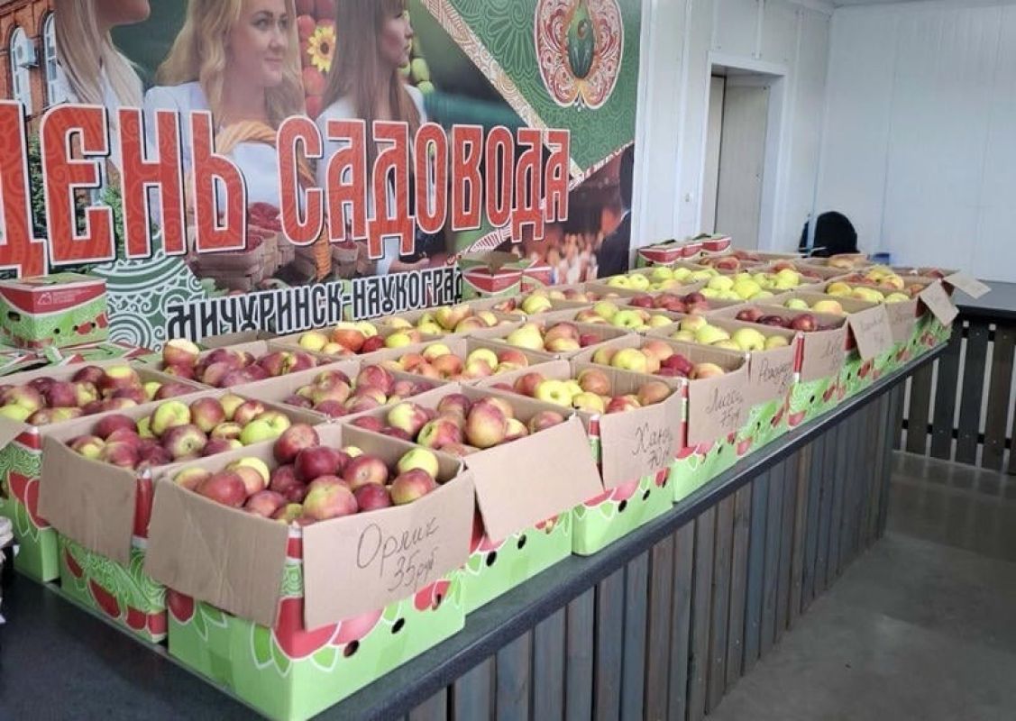 Богатым урожаем яблок хвастаются тамбовские сады