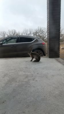 Дикое зверье в поисках корма забегает в белгородские деревни