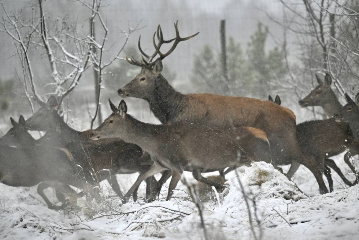 100 особей благородного оленя выпустили на волю в Моршанском округе