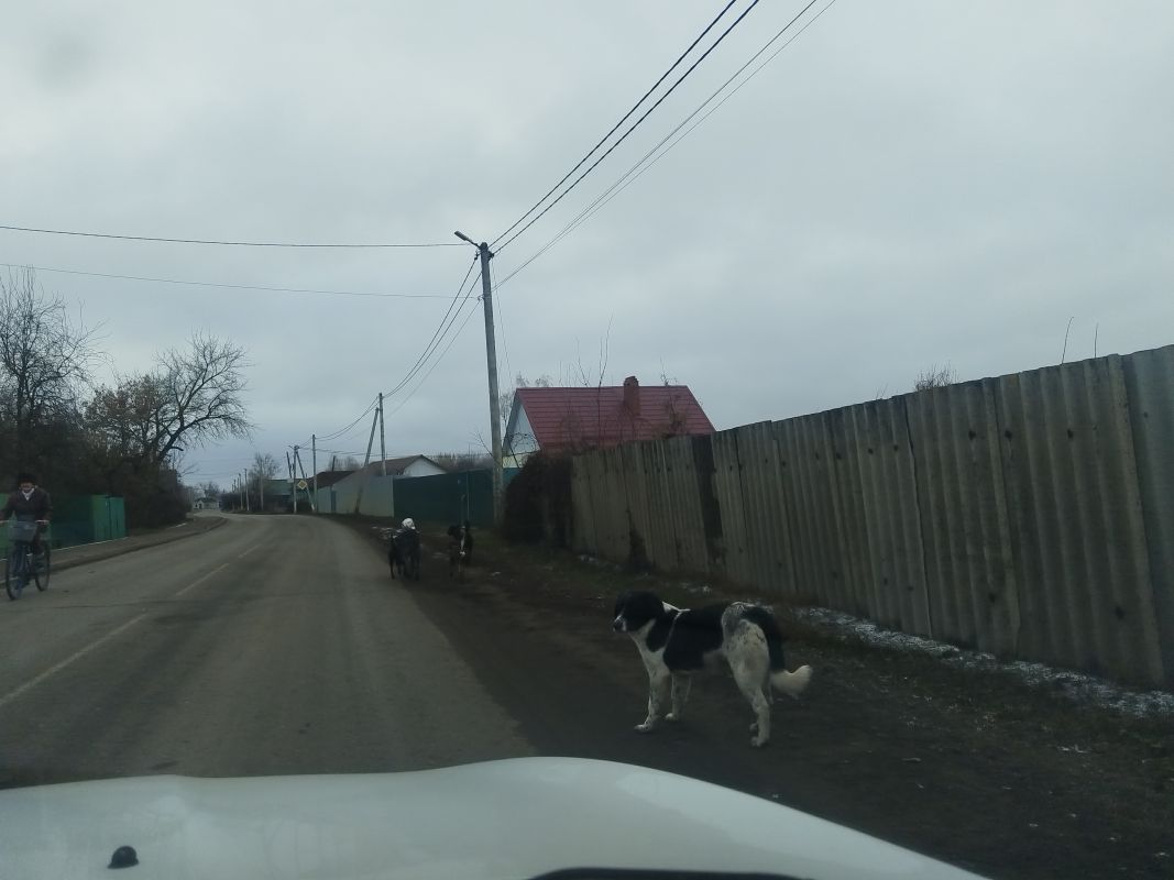 Мальчику из Тамбова выплатят 10 тысяч за укус бездомной собаки