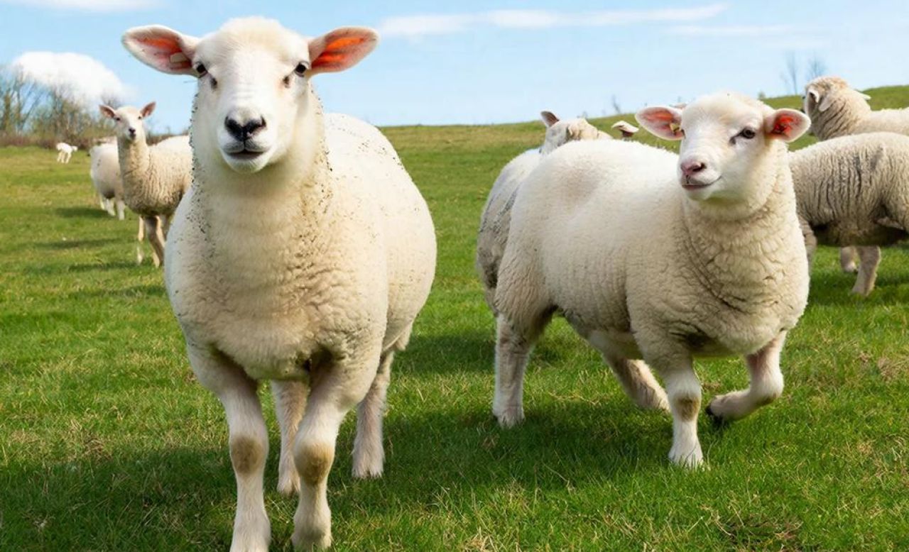 В Курске женщина ответила в суде за то, что отказывалась прививать овец от язвы