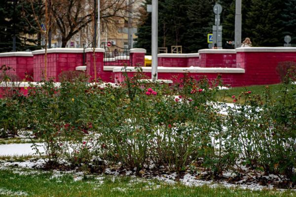 «Декабрьское чудо»: в Белгороде вновь зацвели розы