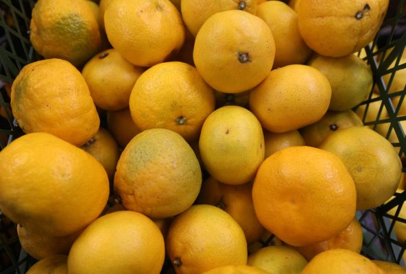 Воронежцам рассказали, как правильно выбрать мандарины