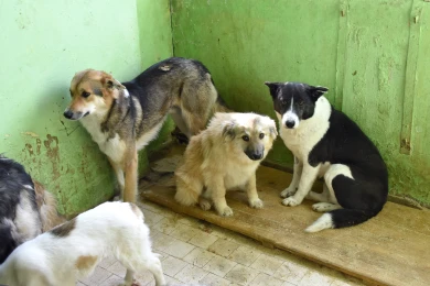 Бастрыкин разберётся в ситуации с бездомными псами под Воронежем 