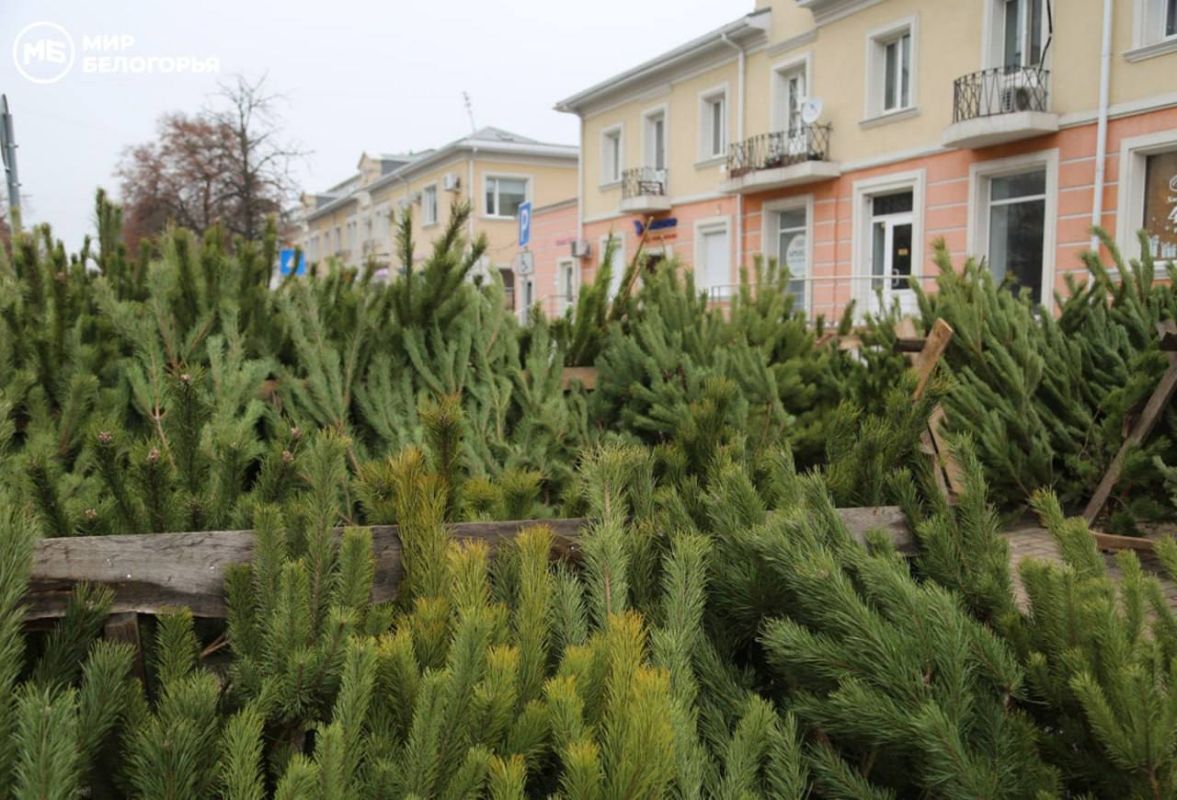 В Белгороде пустуют елочные базары