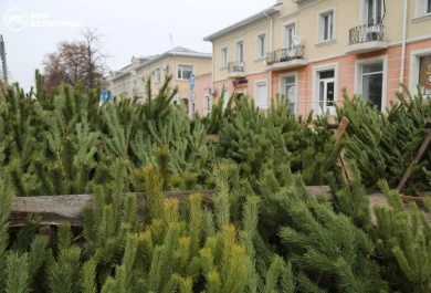 В Белгороде пустуют елочные базары
