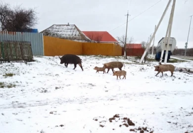 В белгородском селе бродячие свиньи держат в страхе жителей