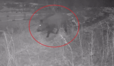 Кабанчик метнулся по делам, а олени позировали перед камерой. Чем заняты обитатели заповедника зимой