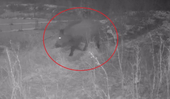 Кабанчик метнулся по делам, а олени позировали перед камерой. Чем заняты обитатели заповедника зимой