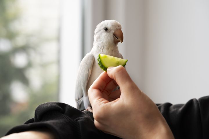 Новый год для попугая: что можно и нельзя давать птице с праздничного стола