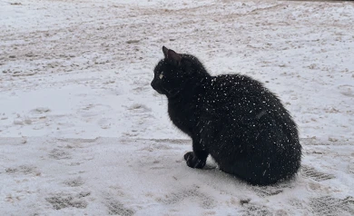 Задержка поездов и надвигающийся мороз. Главные новости Воронежа и области за 28 декабря 